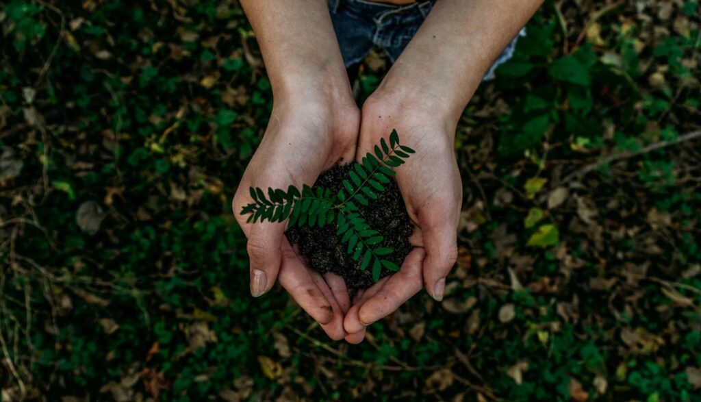 Hands holding a small plant growing in a pile of soil, with green foliage in the background.