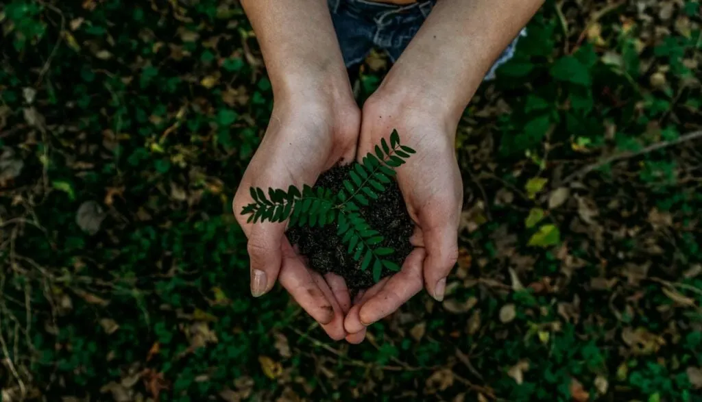 Hands holding a small plant growing in a pile of soil, with green foliage in the background.