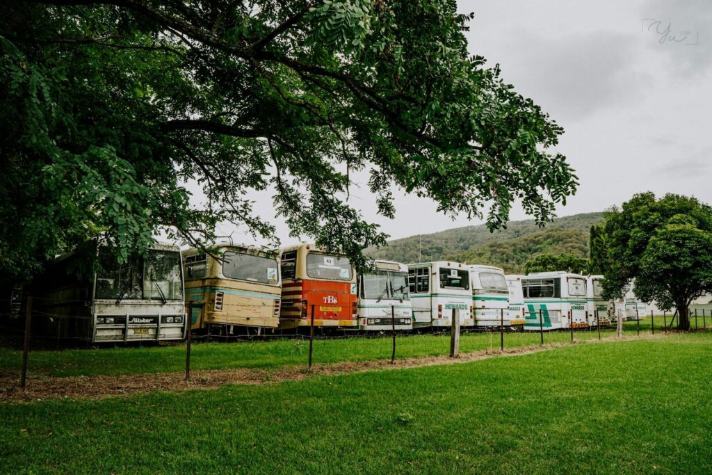 A row of old buses parked on green grass, with trees and rolling hills in the background.