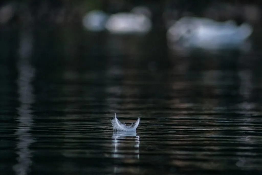 A close-up of a feather floating on calm, dark water.