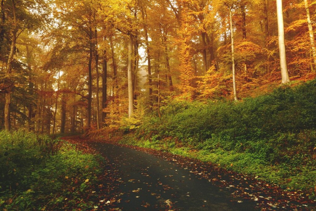 A path in a dense forest with trees displaying vibrant autumn colors.