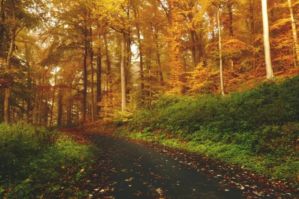 A path in a dense forest with trees displaying vibrant autumn colors.