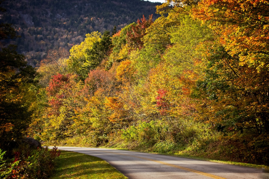 A winding road through a lush forest with trees showcasing a mix of green, yellow, and orange autumn leaves.