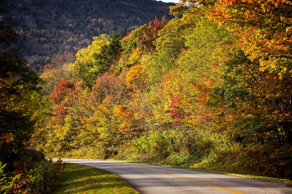 A winding road through a lush forest with trees showcasing a mix of green, yellow, and orange autumn leaves.