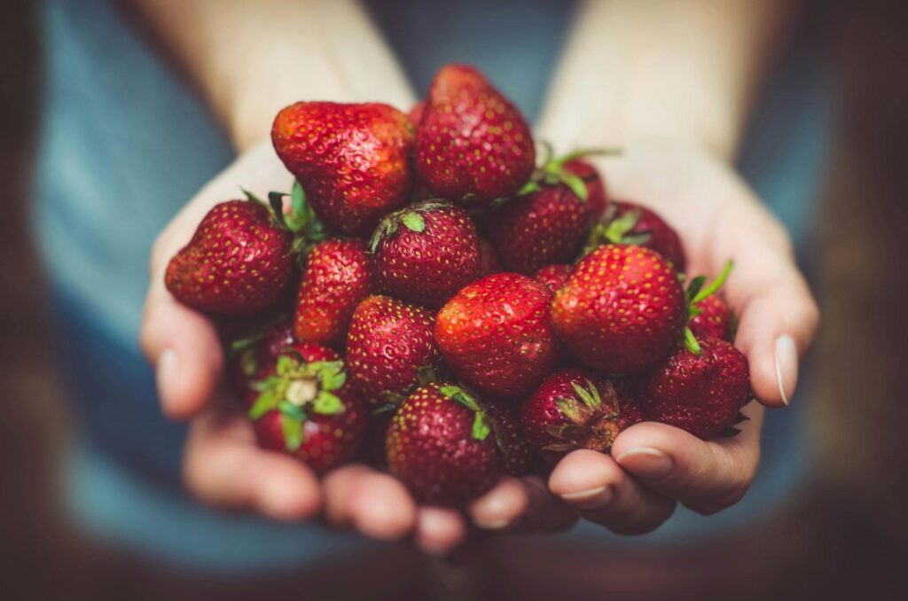 Hands holding a bunch of freshly picked strawberries.