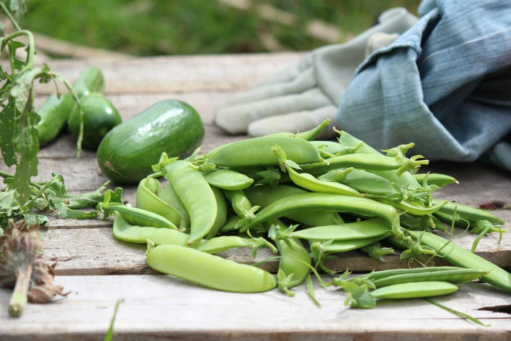 A close-up of freshly picked green snap peas and cucumbers on a wooden surface, with a gardening glove and denim cloth nearby.