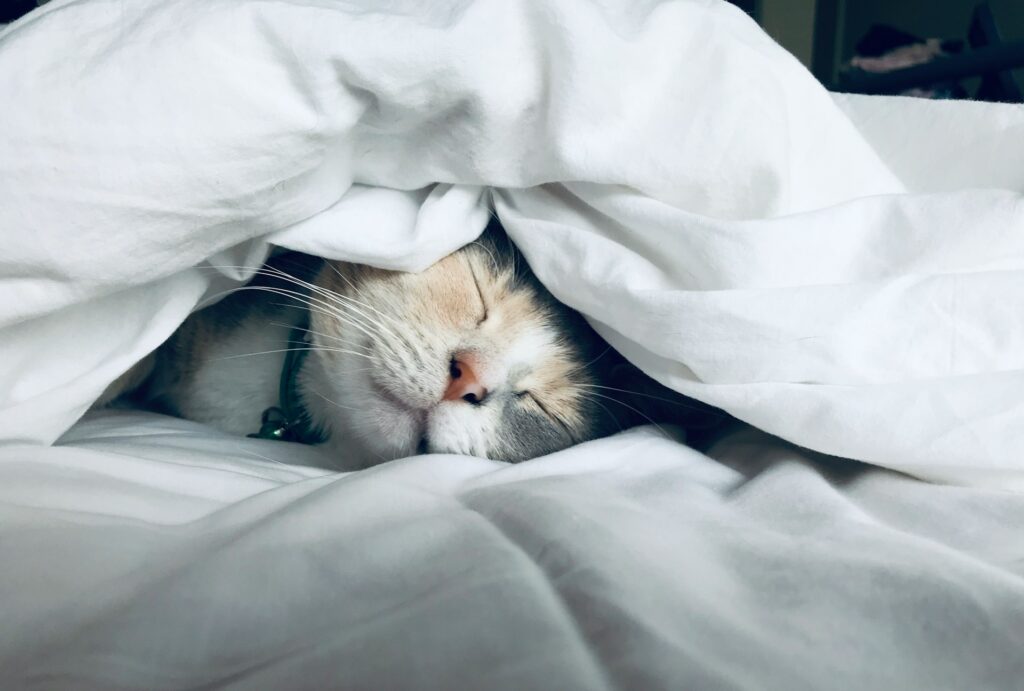 A cat snuggled under a white blanket, sleeping peacefully with its face partially visible.