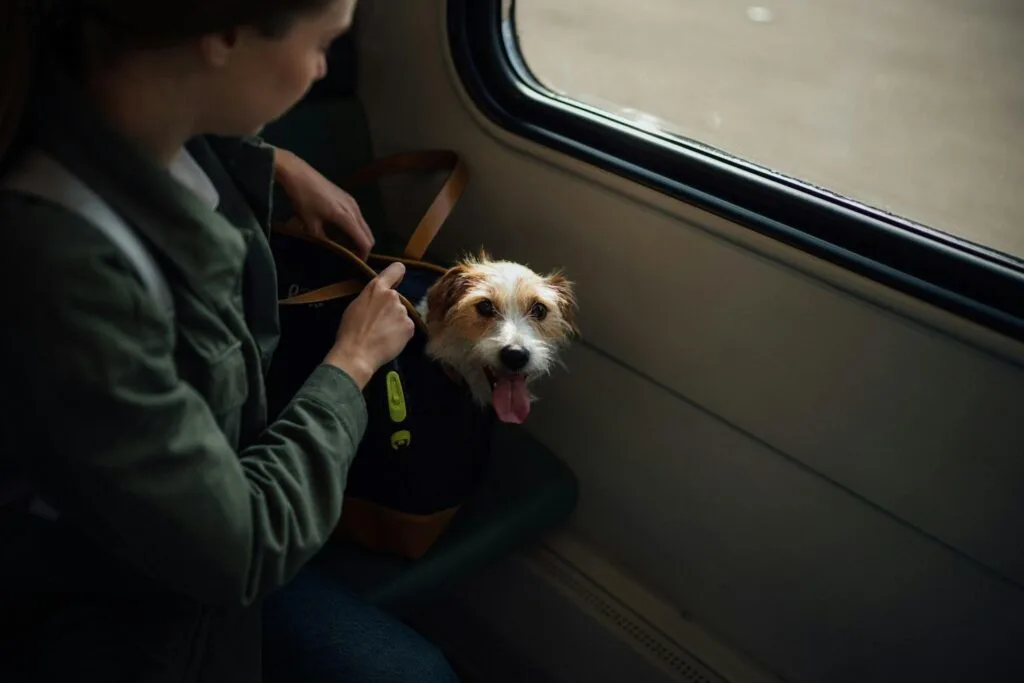 A person sitting inside a train or bus with a small dog sitting comfortably in a bag on their lap, looking out the window.