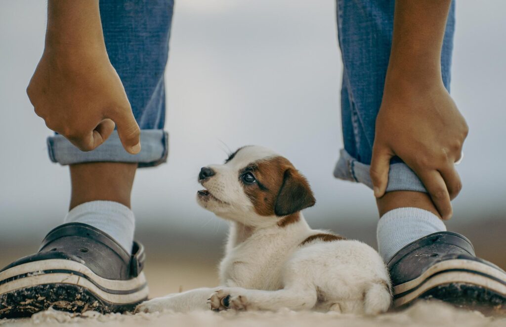 A small puppy sits between a person's legs, looking up with an open mouth, as the person adjusts their pant cuffs.