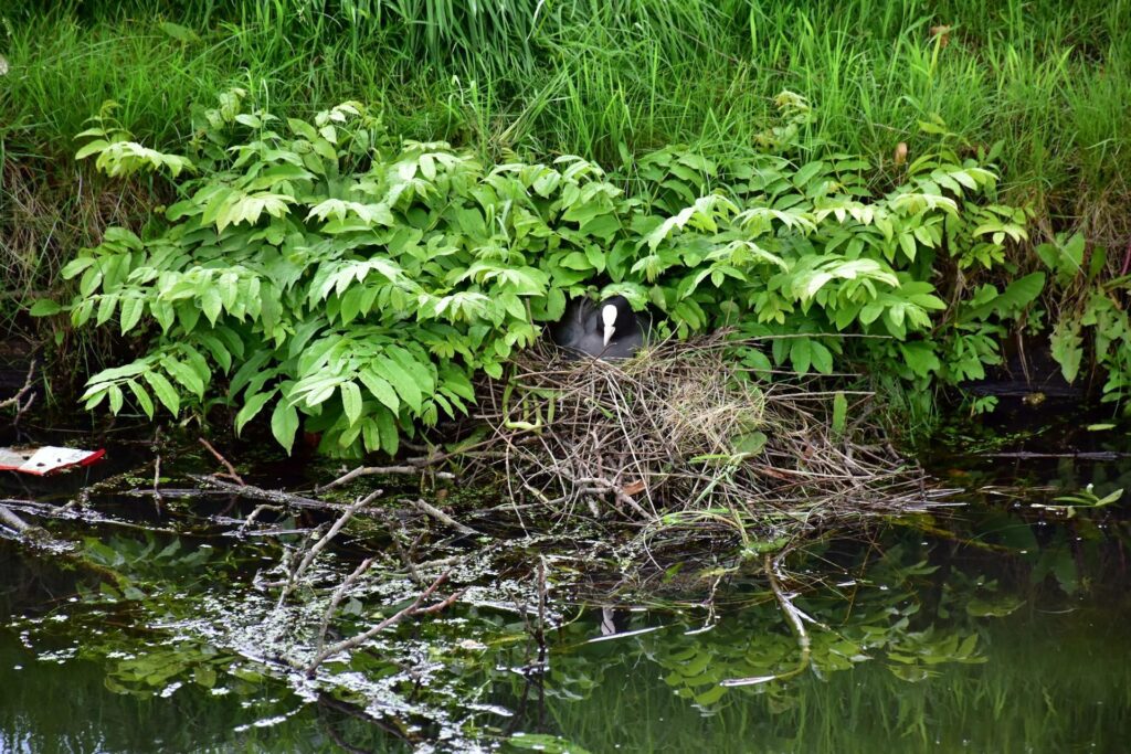 A bird nesting among dense green foliage by the water, with the nest made of sticks and branches partially submerged in the water.