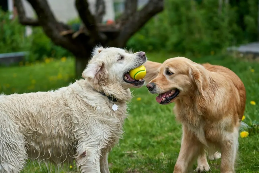 Two Golden Retrievers in a grassy yard, one holding a yellow ball in its mouth.