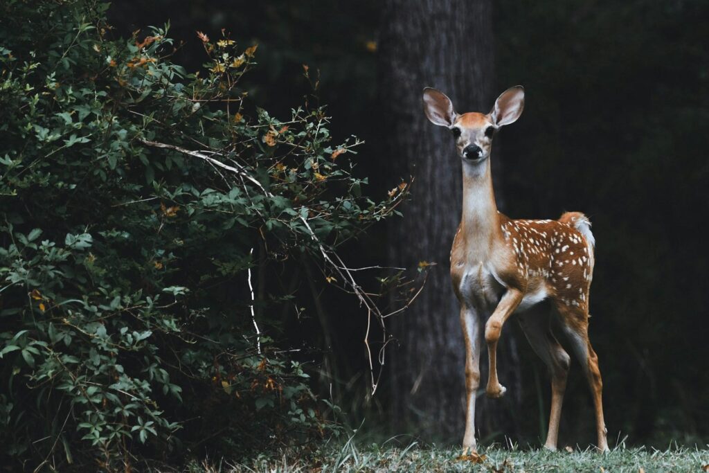 A young deer standing alertly in a forest clearing, with its right front leg slightly lifted. The background is filled with greenery and tall trees.