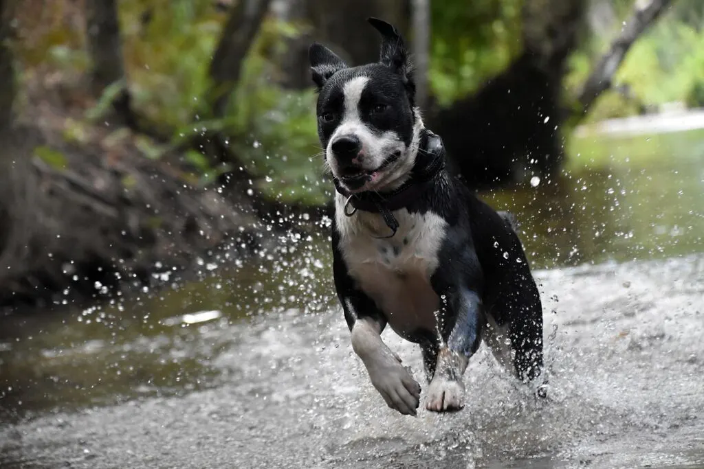 A black and white dog running through shallow water, splashing with a playful expression.