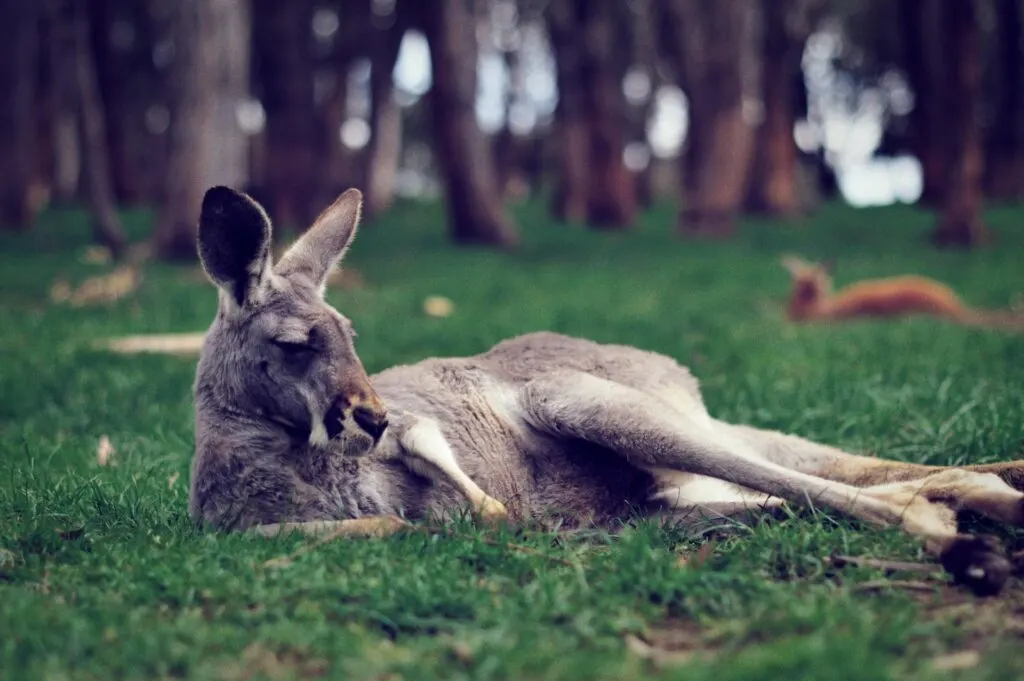 A young deer standing alertly in a forest clearing, with its right front leg slightly lifted. The background is filled with greenery and tall trees.