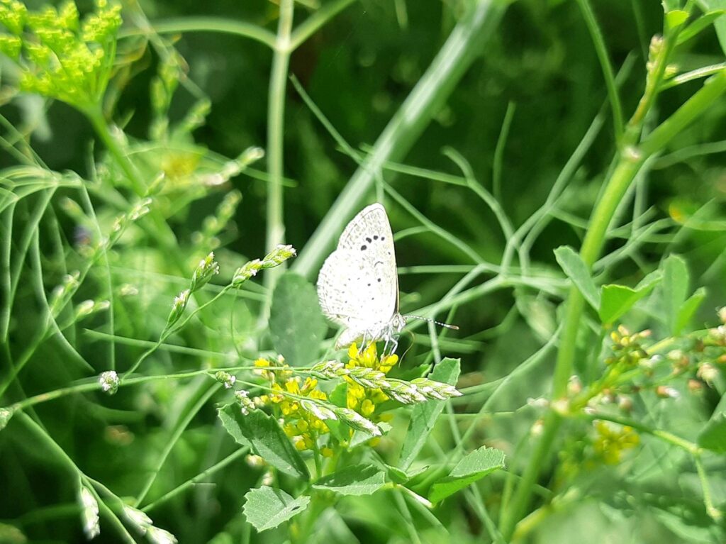 A close-up of a white butterfly perched on a small yellow flower amidst lush green foliage.