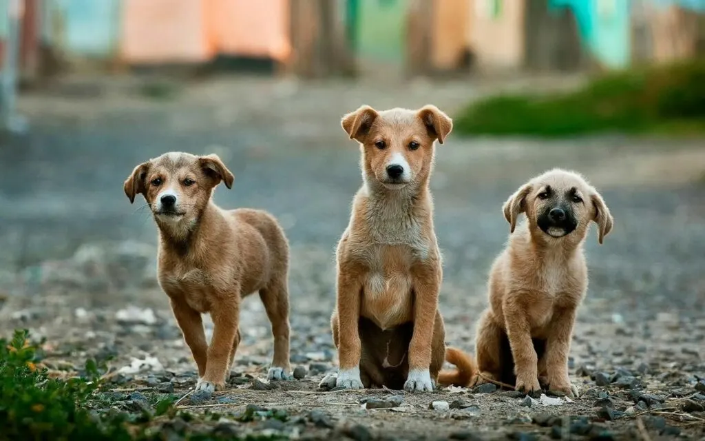 Three puppies standing on a dirt path, looking towards the camera.