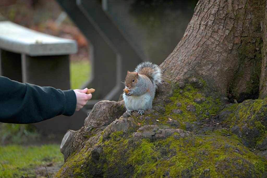 A person offering a nut to a squirrel sitting by the base of a large tree. The squirrel is reaching for the nut with its paws.