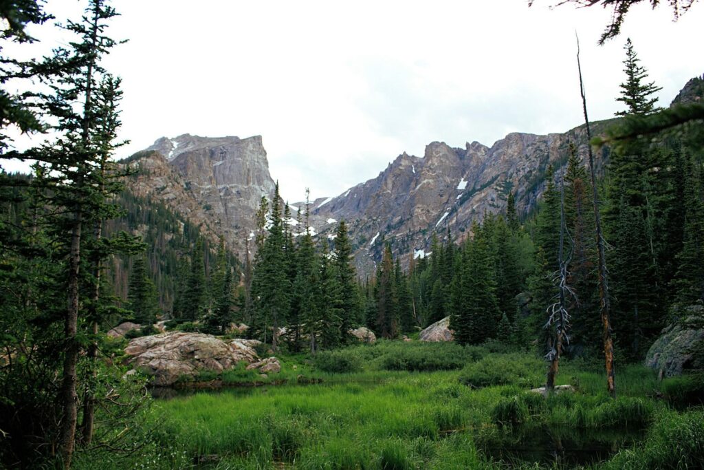 A lush mountain landscape with tall evergreen trees, green meadows, and rocky cliffs in the background in Rocky Mountain National Park. Some patches of snow are visible on the distant mountains.