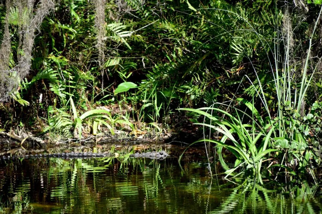 A calm, leafy wetland area with dense greenery and plants reflecting in the water in Everglades National Park. There is a small alligator partially submerged in the water, blending into the natural surroundings.