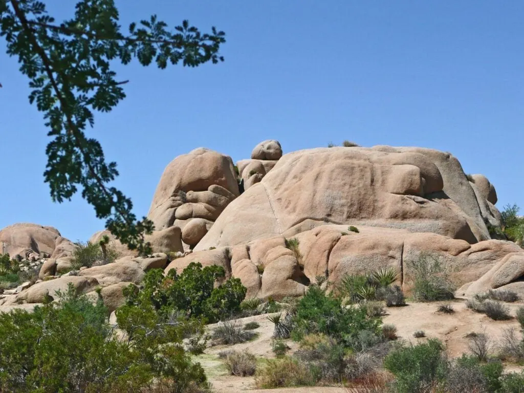 Large, smooth, rounded rock formations under a clear blue sky, with sparse vegetation and a few trees and shrubs, creating a desert-like environment in Joshua Tree National Park.