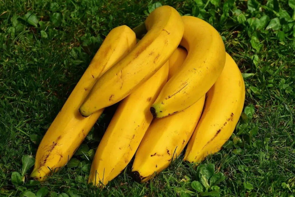 A bunch of ripe yellow bananas lying on green grass.