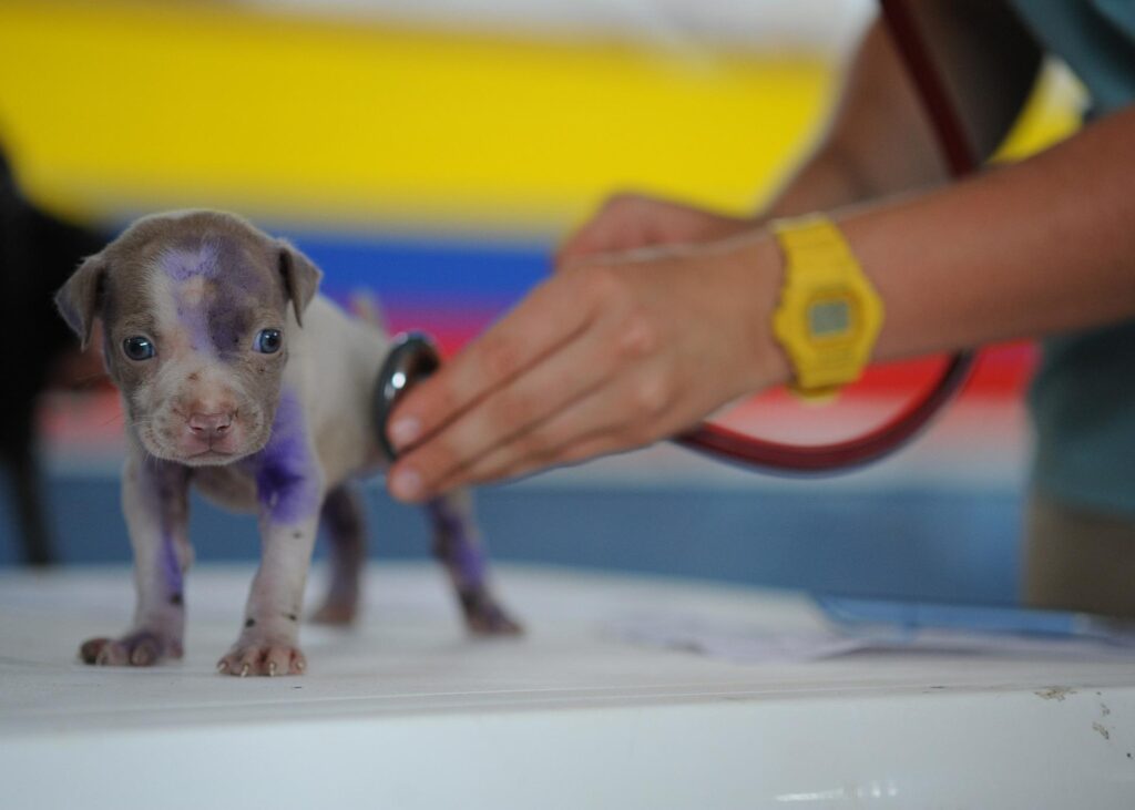 A veterinarian using a stethoscope to check a small puppy covered in purple markings on a table.