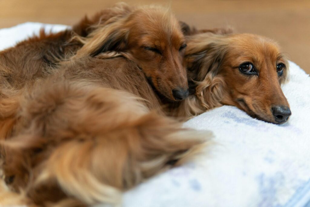 Two dachshunds lying closely together on a blanket, with one resting its head on the other.