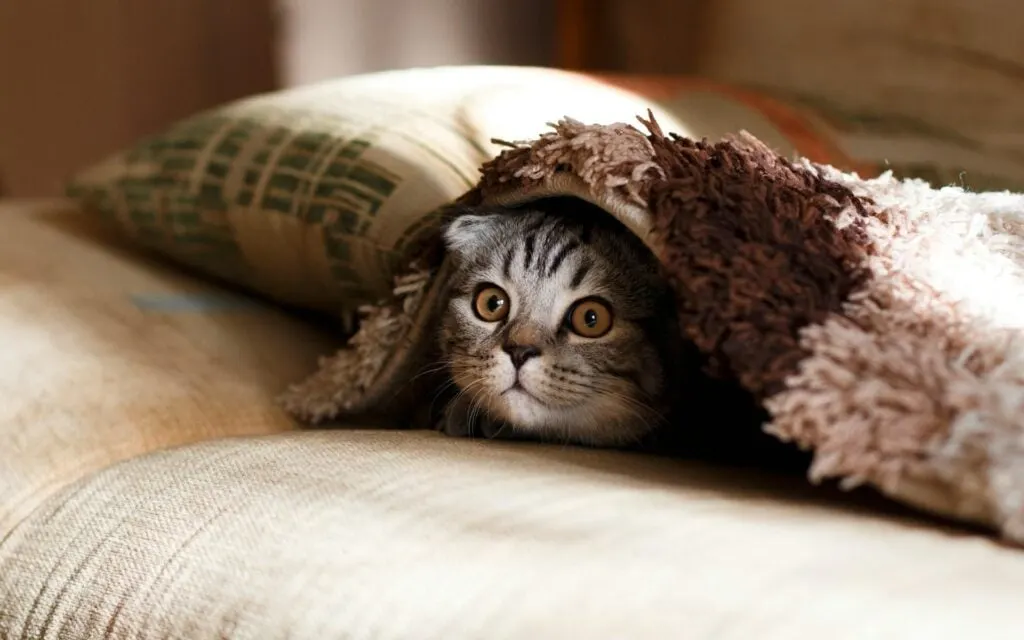 A cat peeking out from under a blanket on a couch with a curious expression.