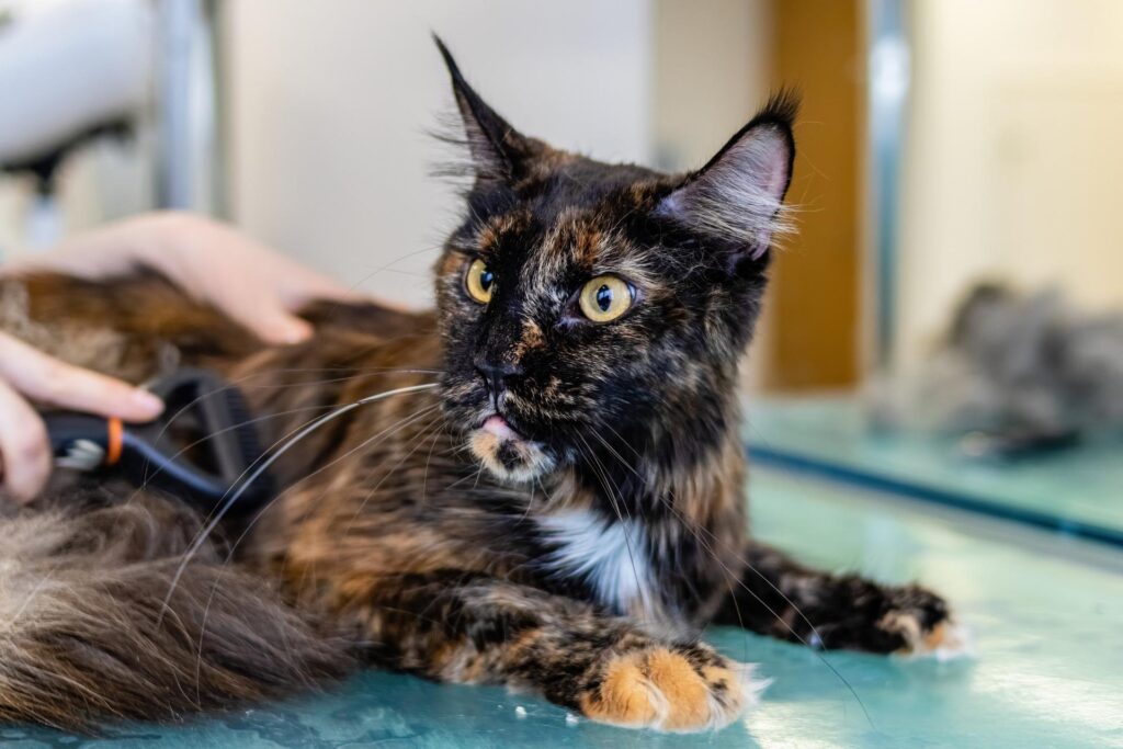 A tortoiseshell cat lying on a table being brushed, with a focused expression.